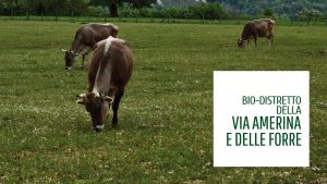Scopri di più sull'articolo Approvata la legge della Regione Lazio sui biodistretti