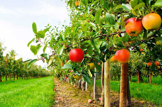 Scopri di più sull'articolo Rapporto Legambiente, nella frutta che mangiamo oltre il 70% di pesticidi